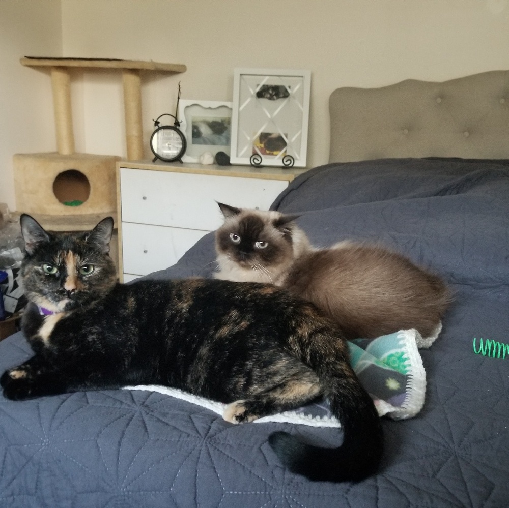 💞Meet My Precious Co-Poshers (Rescued w/ Love💞)